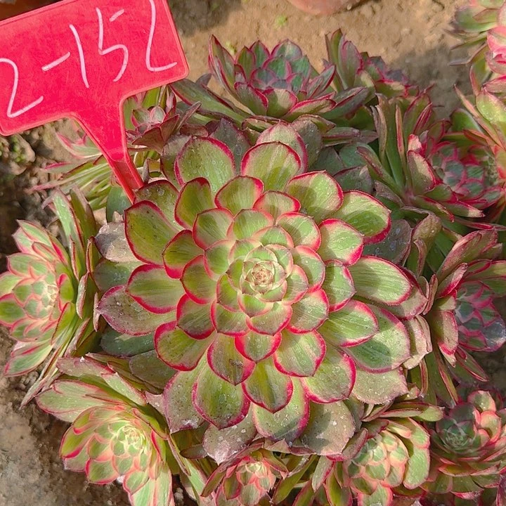 2-152莲花座多肉法师