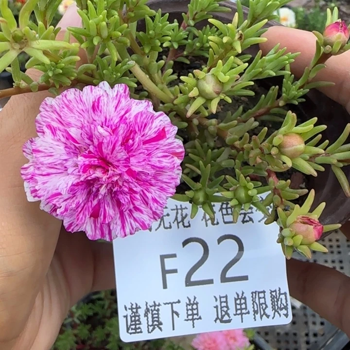无花朵F022超小苗盆口10cm