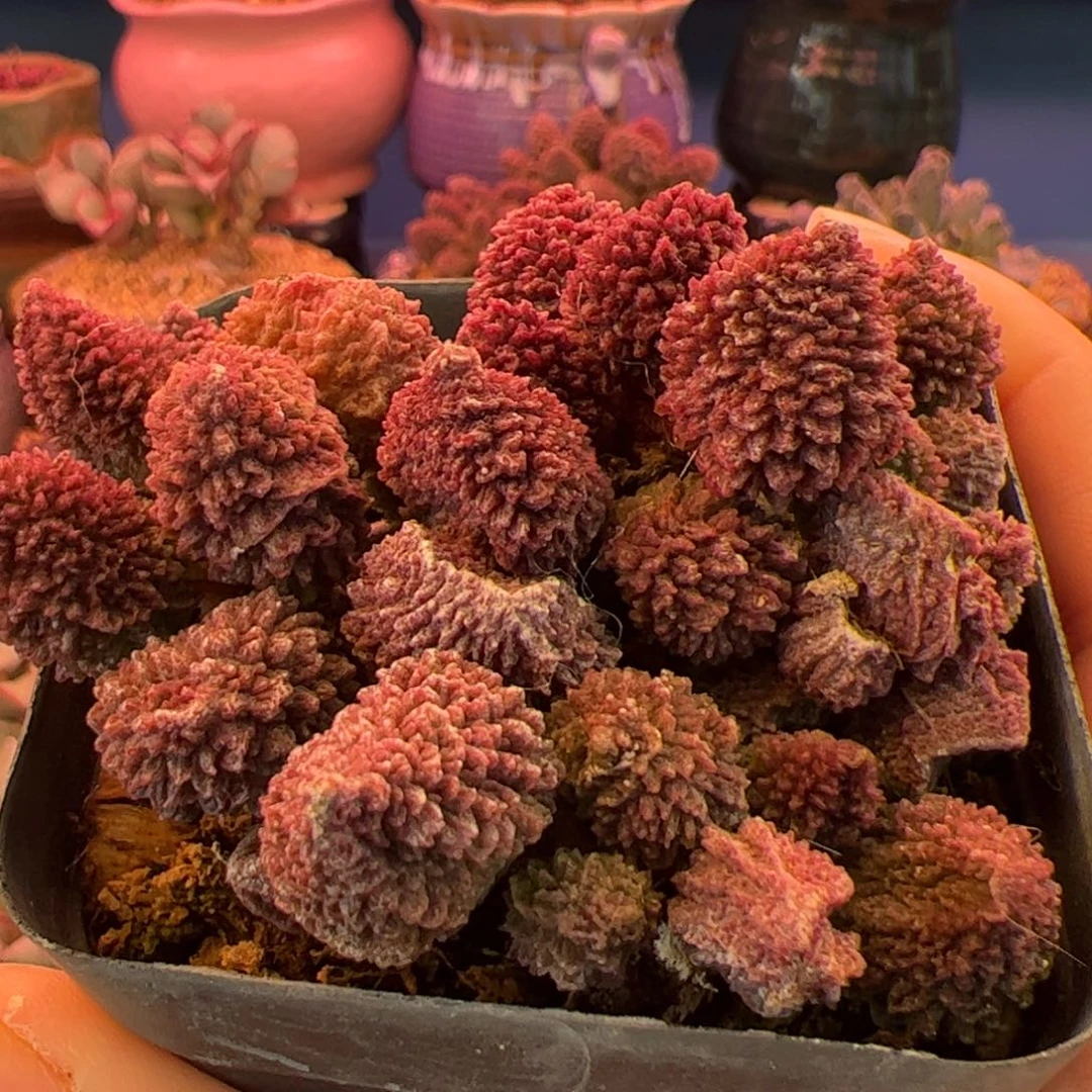 与***识我们的生活方式是什么