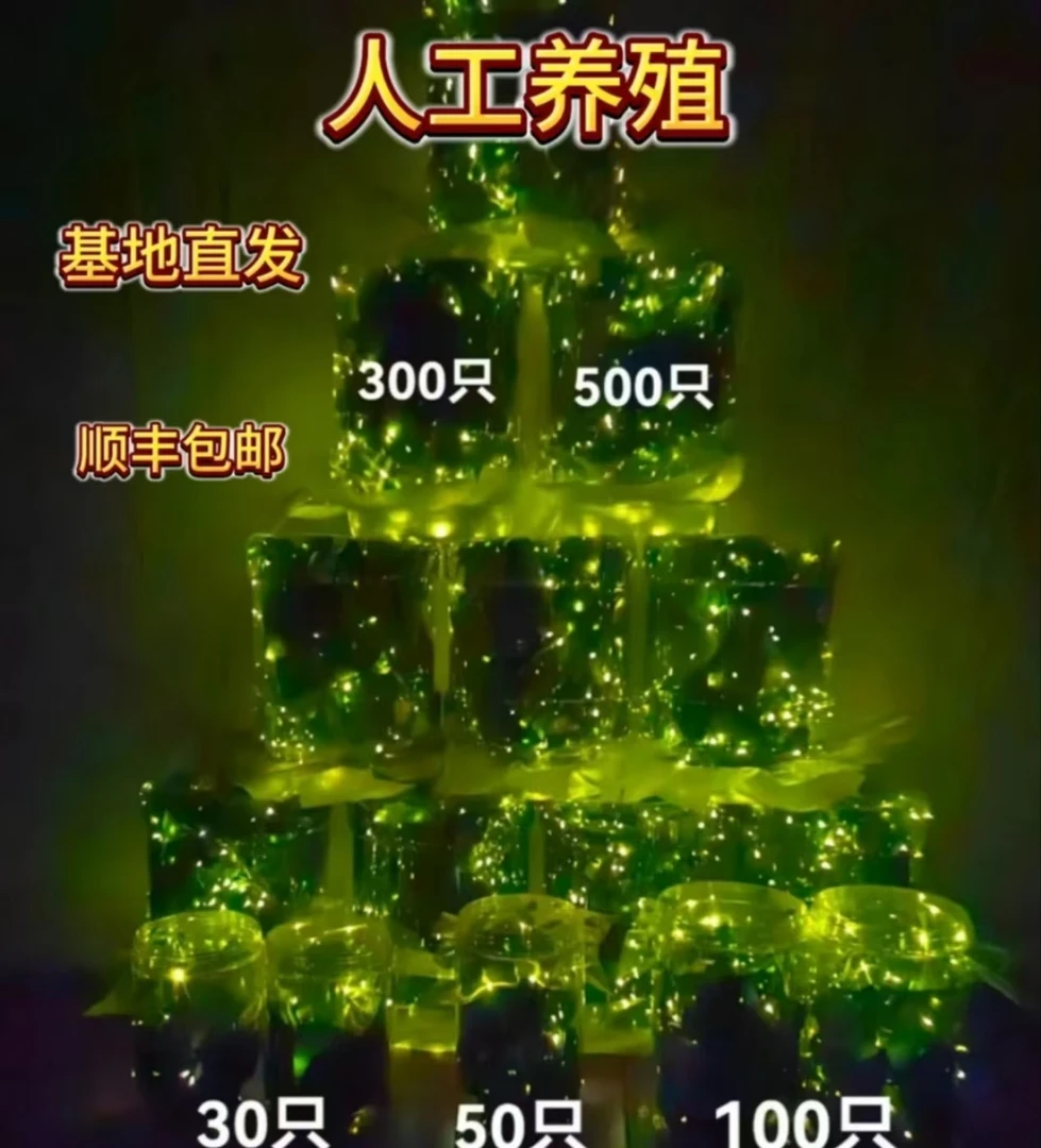 萤火虫人工养殖夜精灵饲养盒瓶子装顺丰包邮送喷雾瓶