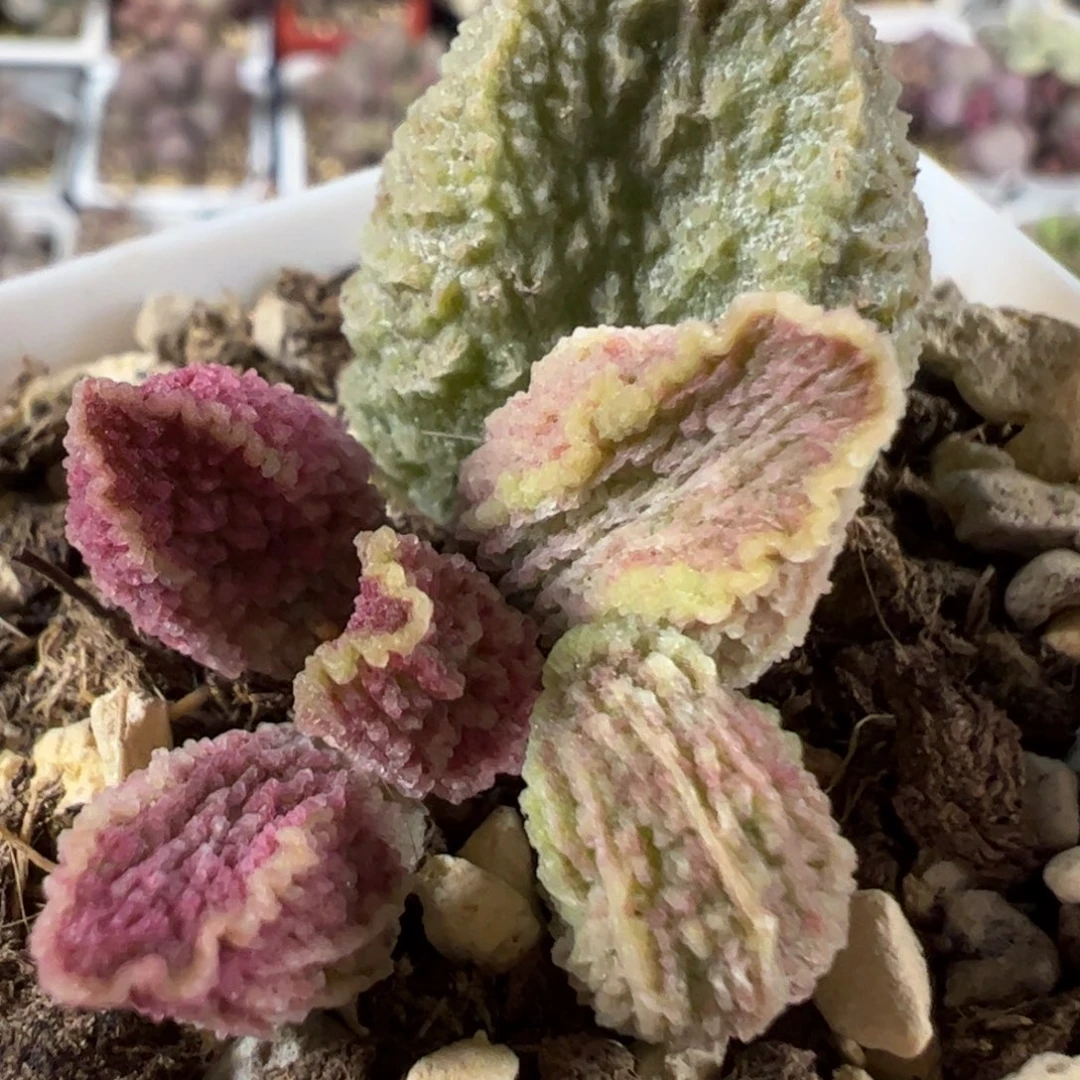 实生低叶苗纹路款多肉植物水泡