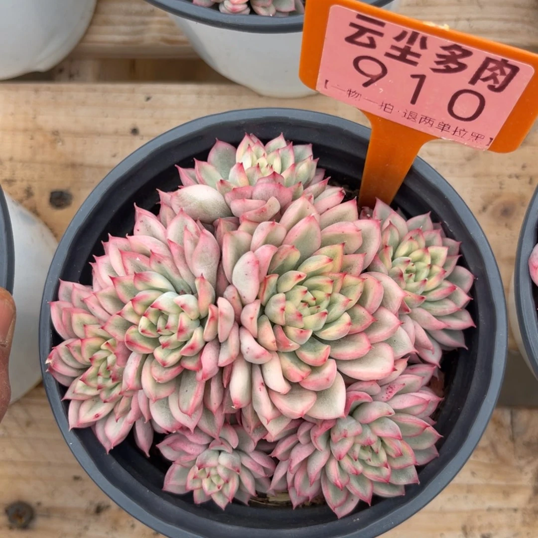 云尘多肉一物一拍910