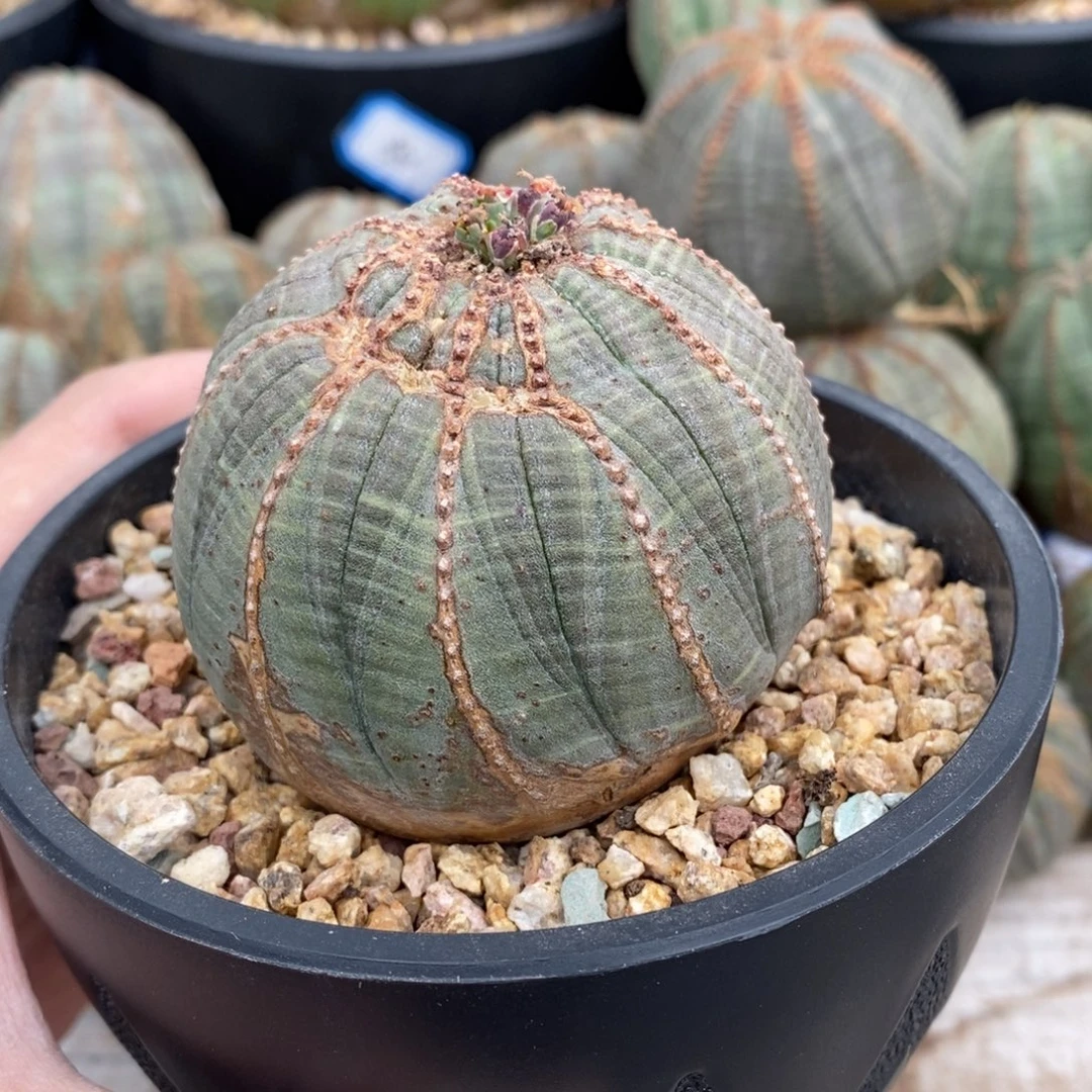 41 欧系实生布纹球多肉植物