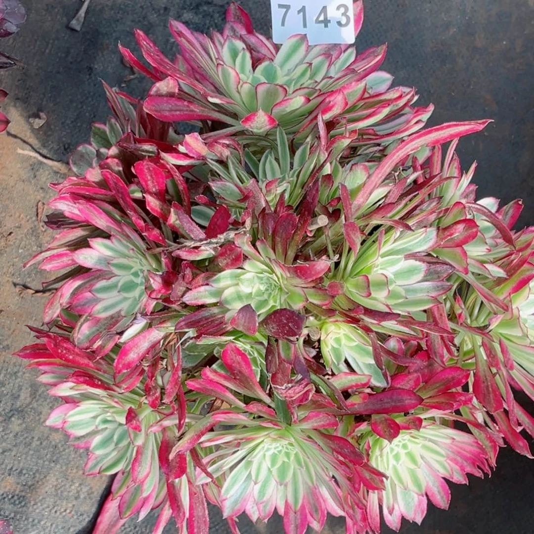 胭脂翡翠多肉发货