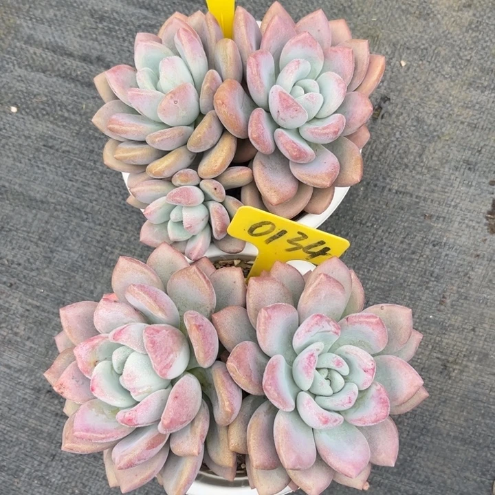 艳***奥普多肉植物966 0134
