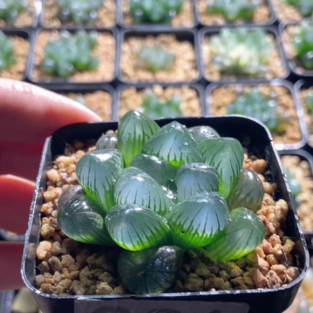 231号大窗圆头实生玉露