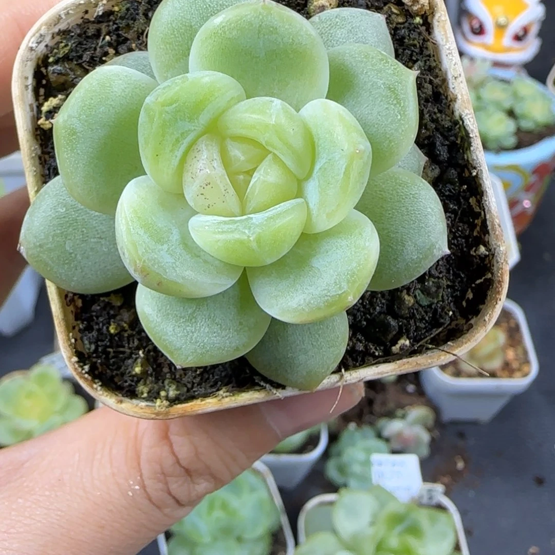 86东篱下多肉植物哈哈哈哈