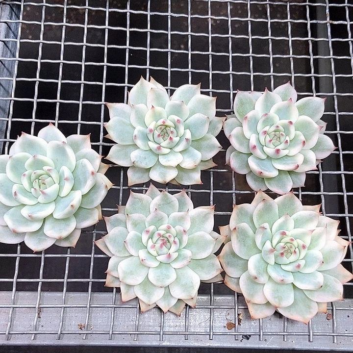 吉娃娃完美覆轮锦