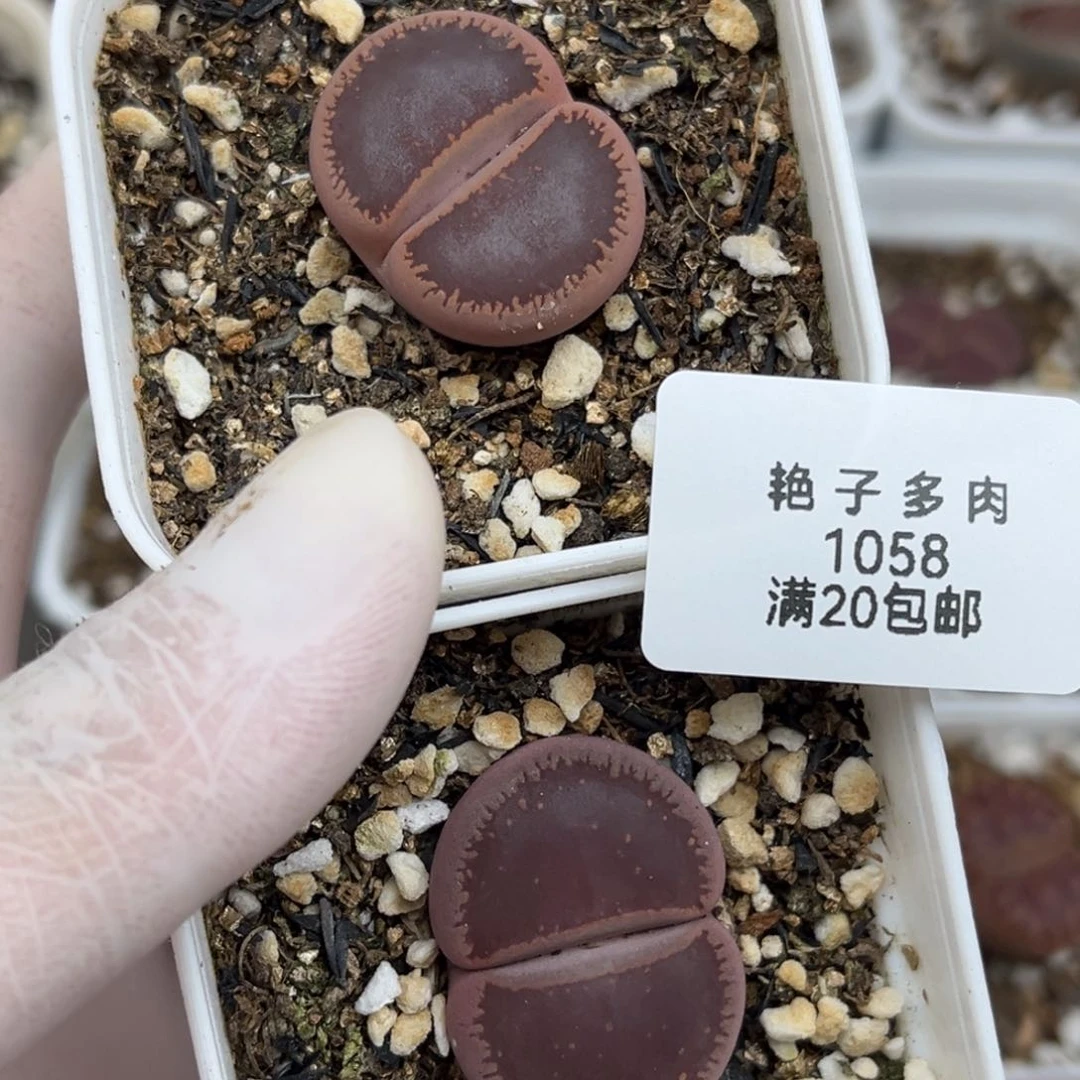 吕*金1058号两颗母本koi