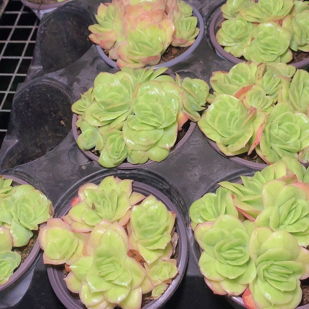 冰玫瑰锦345678899900