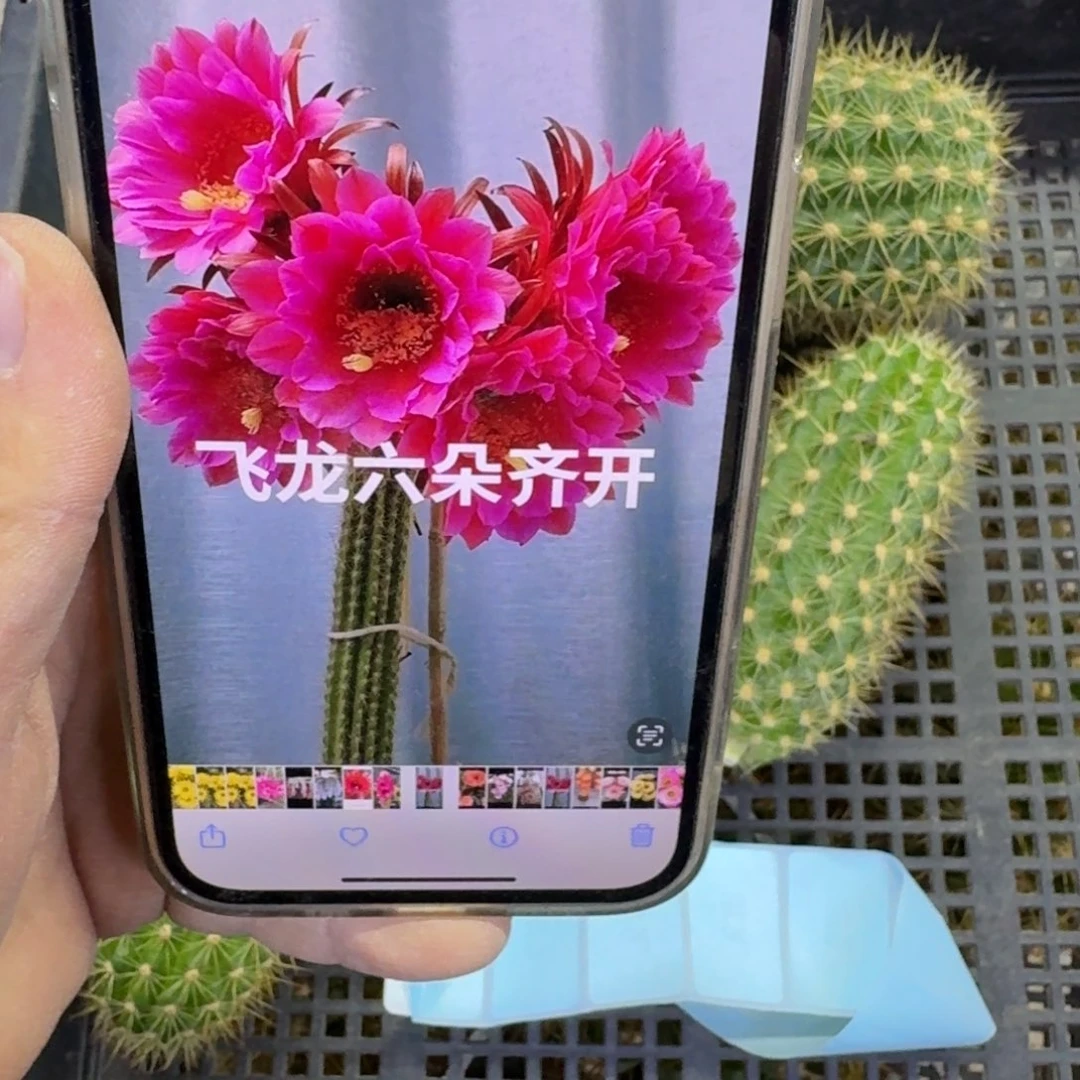 252毛花柱飞龙歪无根侧牙8公分左右，20包邮