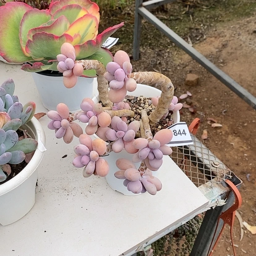 【闪购商品】米*桃蛋1844