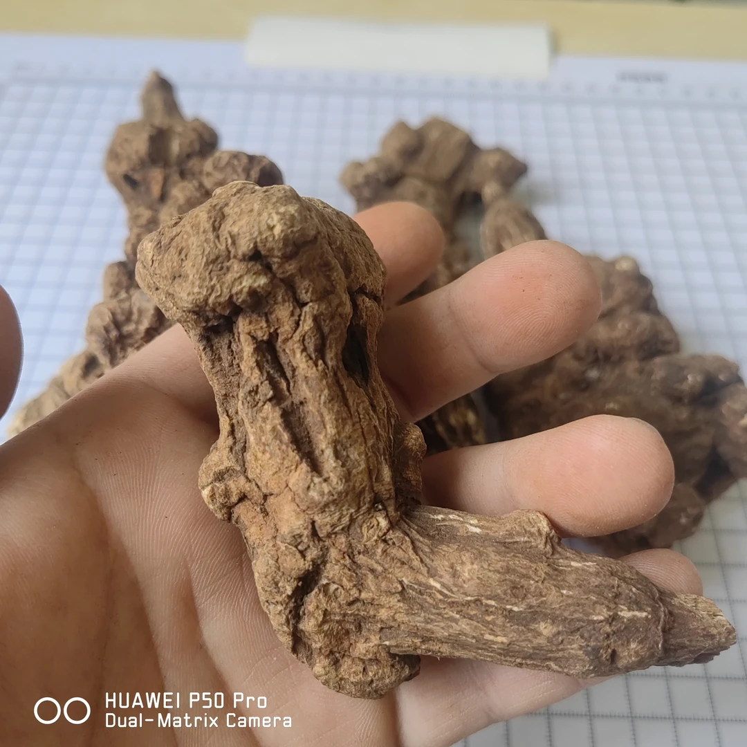 正宗浙白术无硫日晒生白术中药材新货磐安白术个正品浙江生白术片