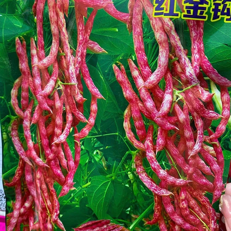 jj红金钩摇钱树今年新种今年新种