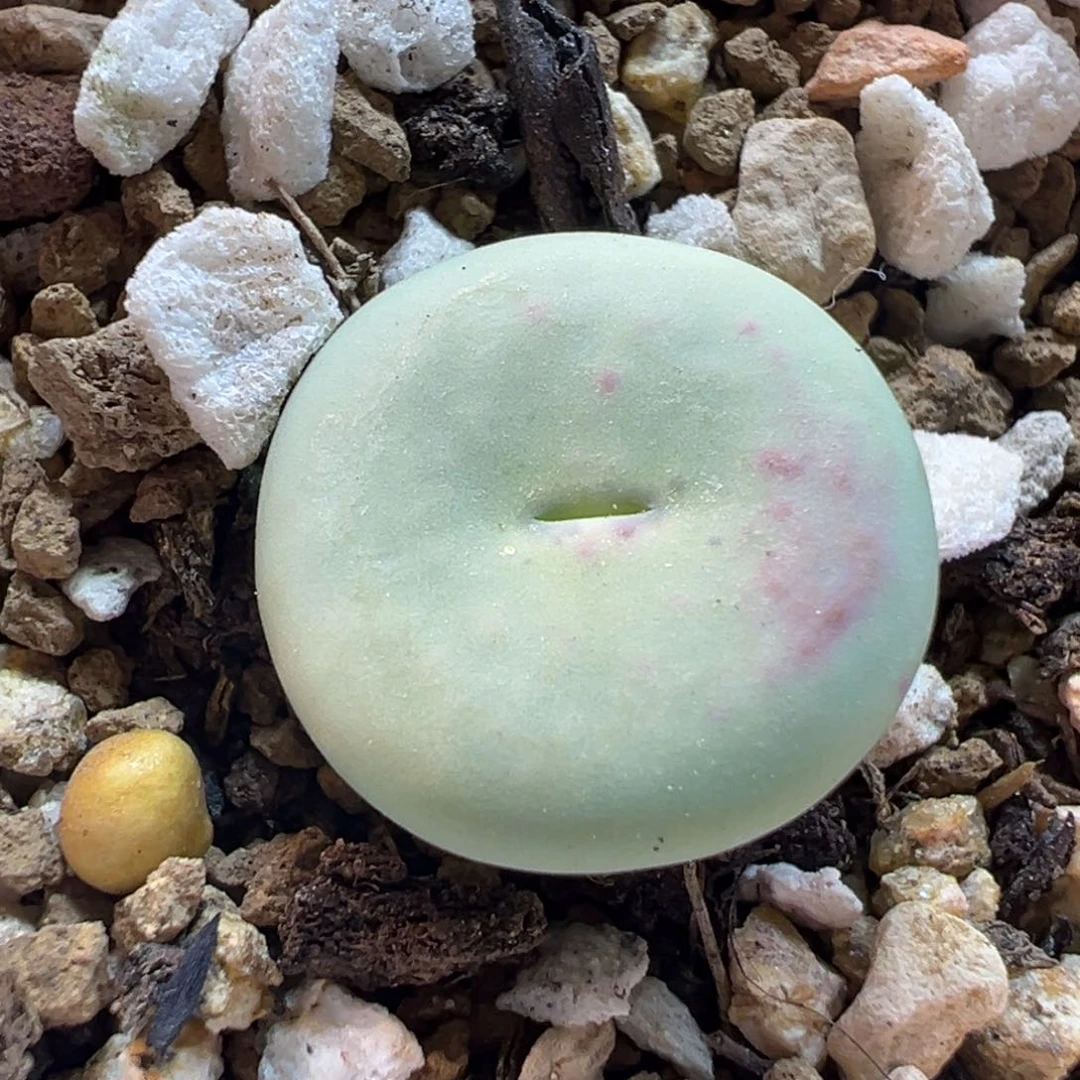 015多肉植物种类多样