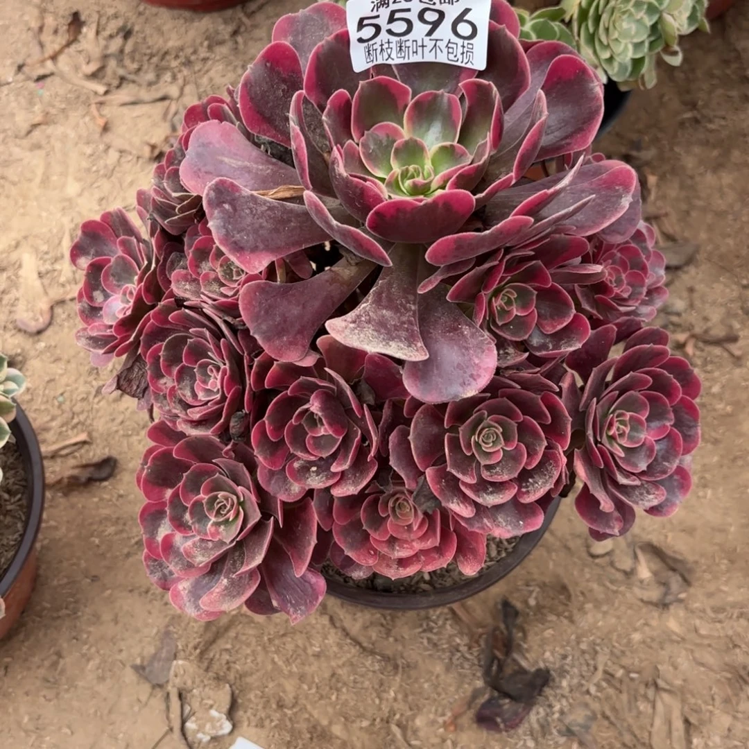 M. 5596爱神多肉，ben