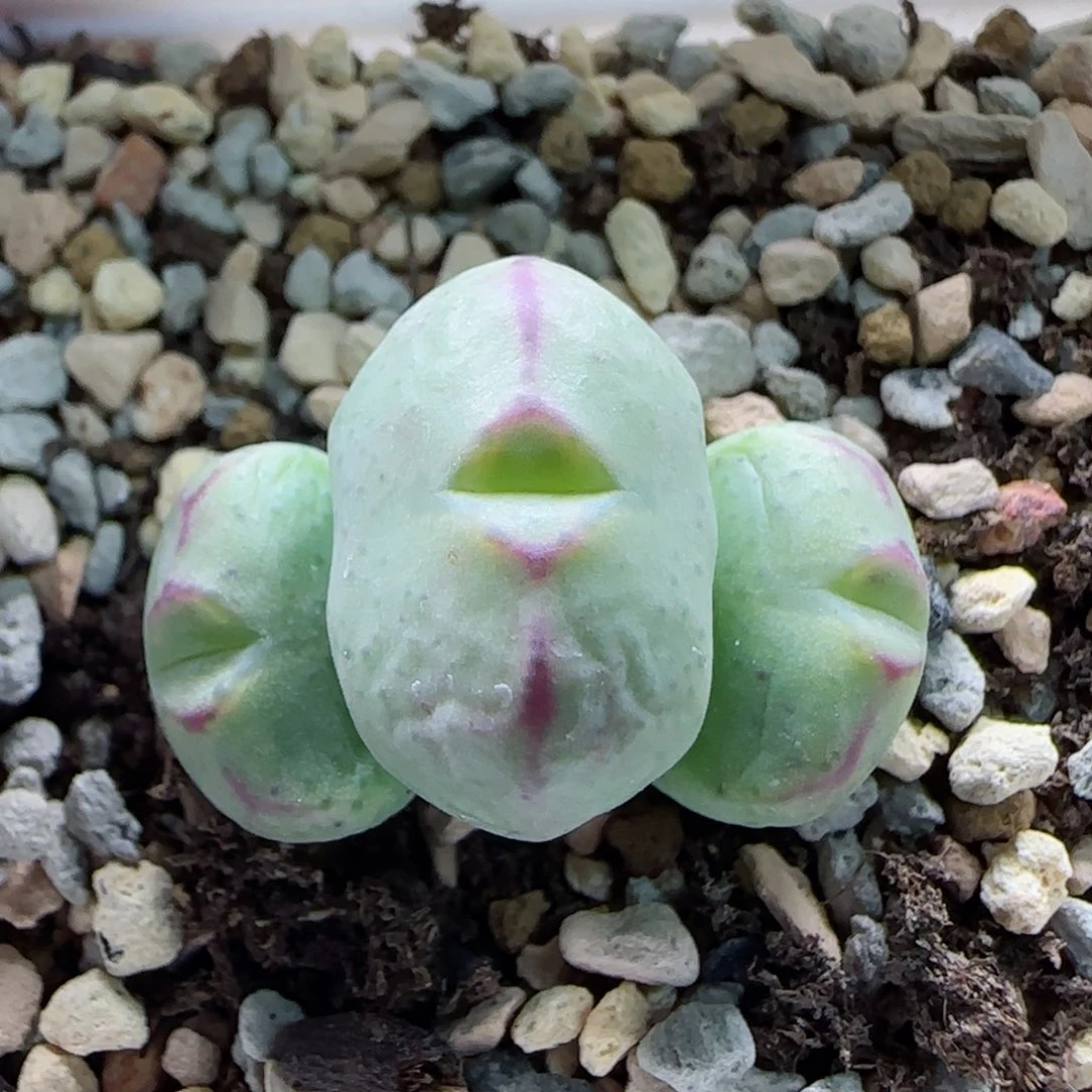 2-5-2-1新年8.8折满58包邮雷神杂脱土