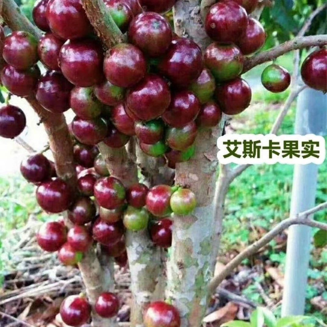 嘉宝果龙眼树苗艾斯卡嘉宝果沙巴嘉宝果树苗