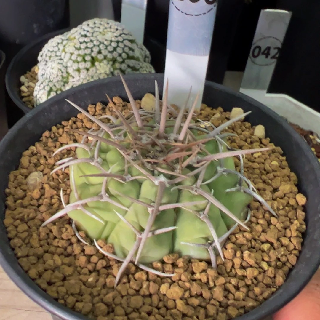裸萼球多肉植物带盆土166