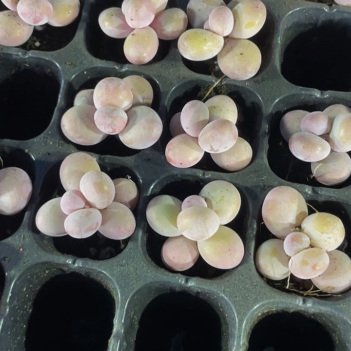 小奶豆1.5带土发