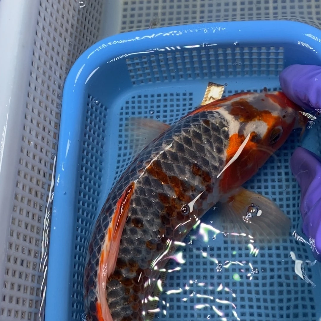 锦鲤冷水锦鲤包邮