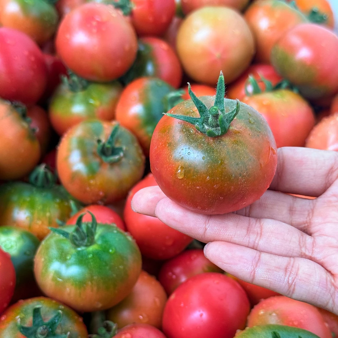 铁皮西红柿6斤装沙瓤西红柿山西省