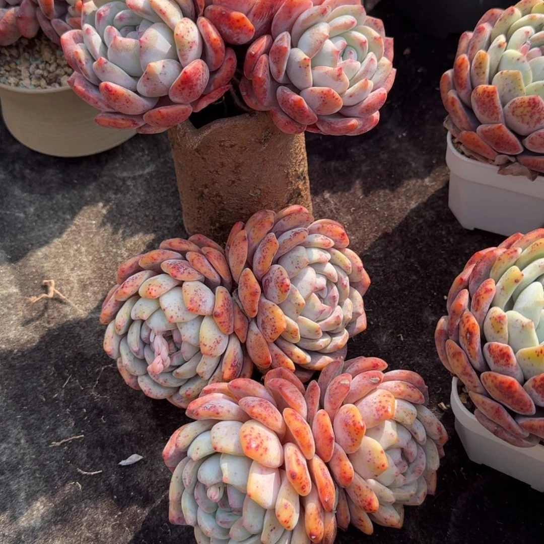 开播福利，一组特价