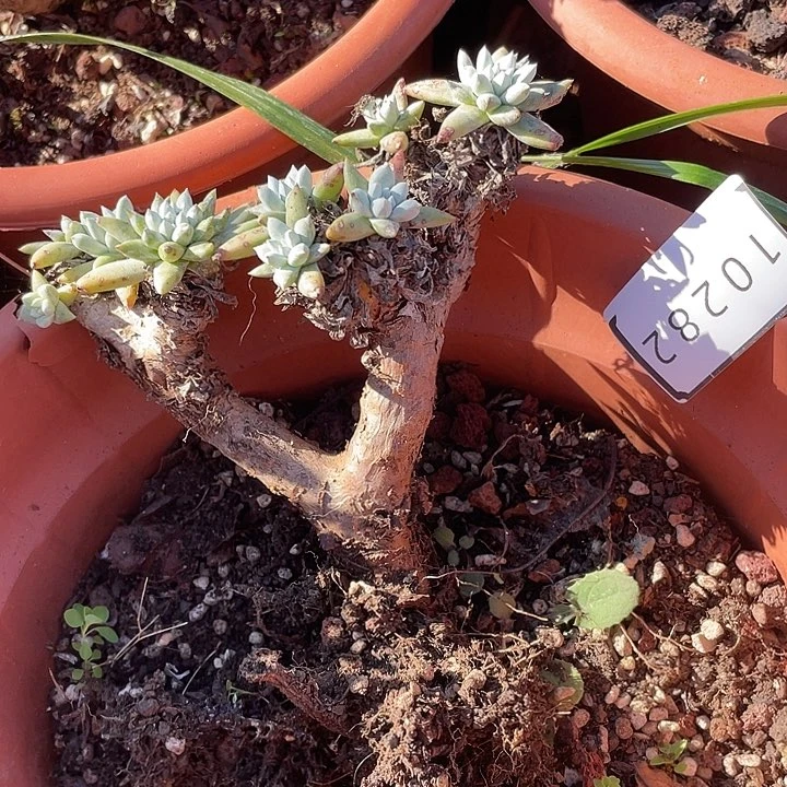 跳*糖瑕疵特价不售后10282