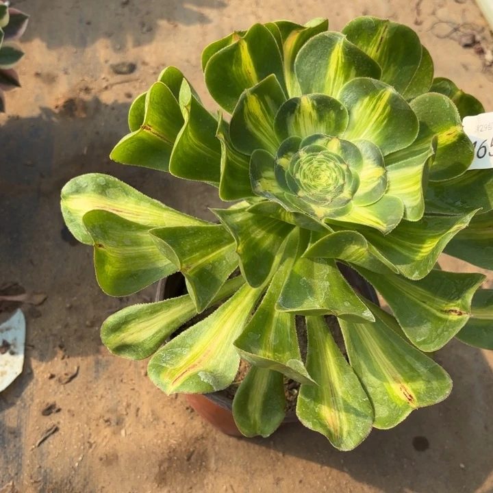 暴君多肉法师4650