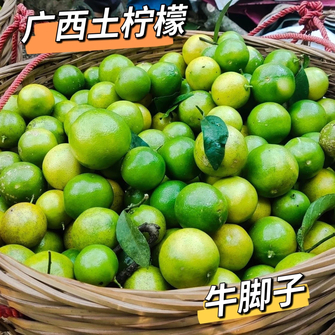 现摘广西野生土柠檬新鲜应季水果酸甜多汁适合孕妇牛脚子