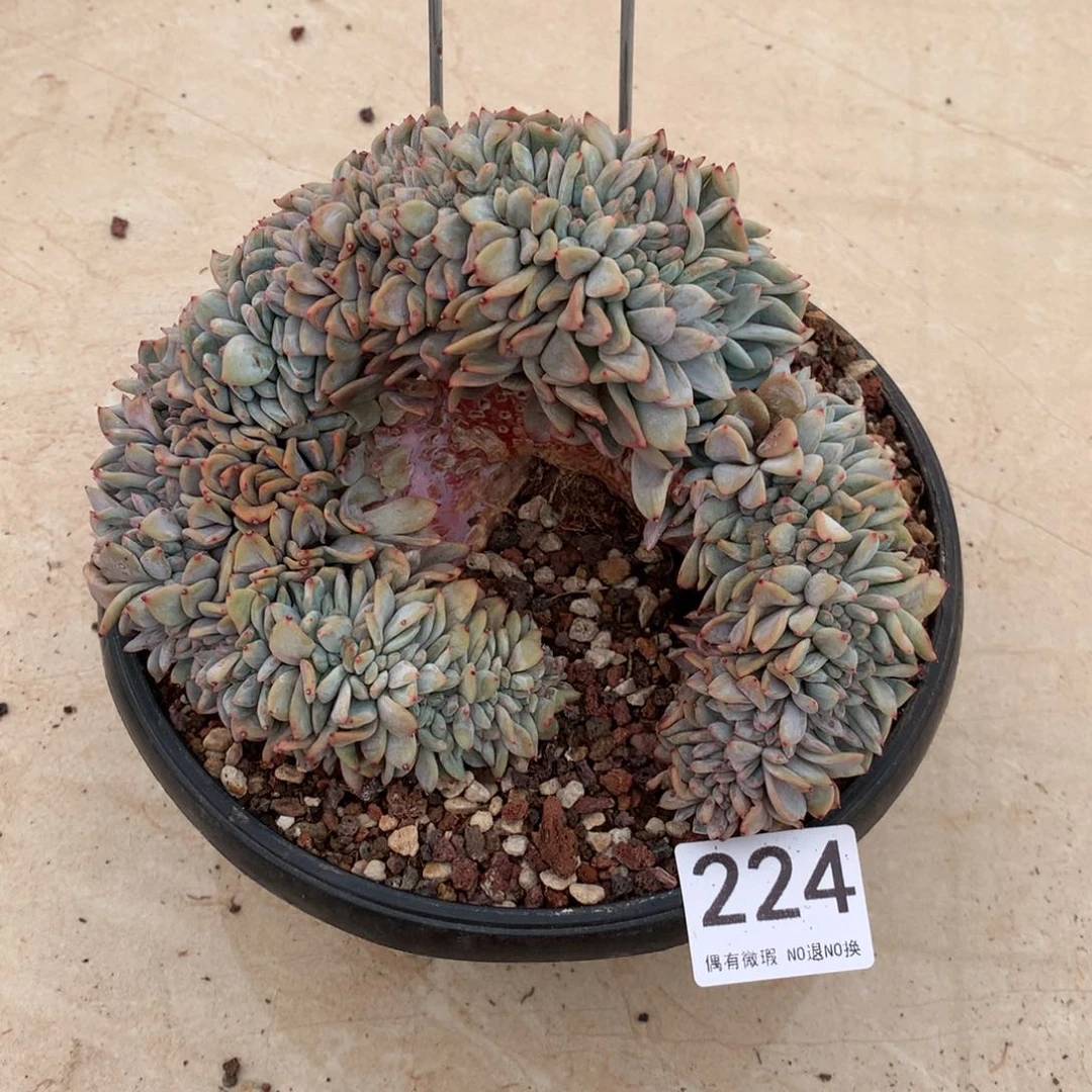 224橙子缀化多肉植物