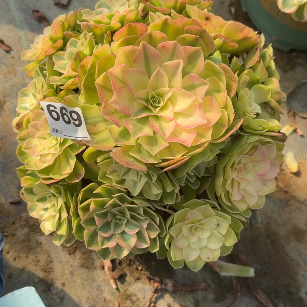 669雨河多肉植物发货