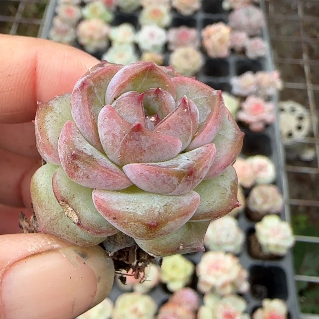 临***多肉小卡拉米糖心一物一拍