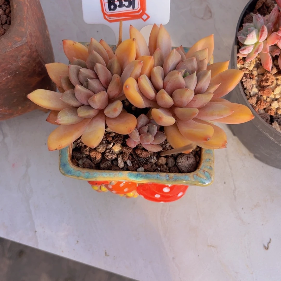 梨****奶象牙237多肉植物