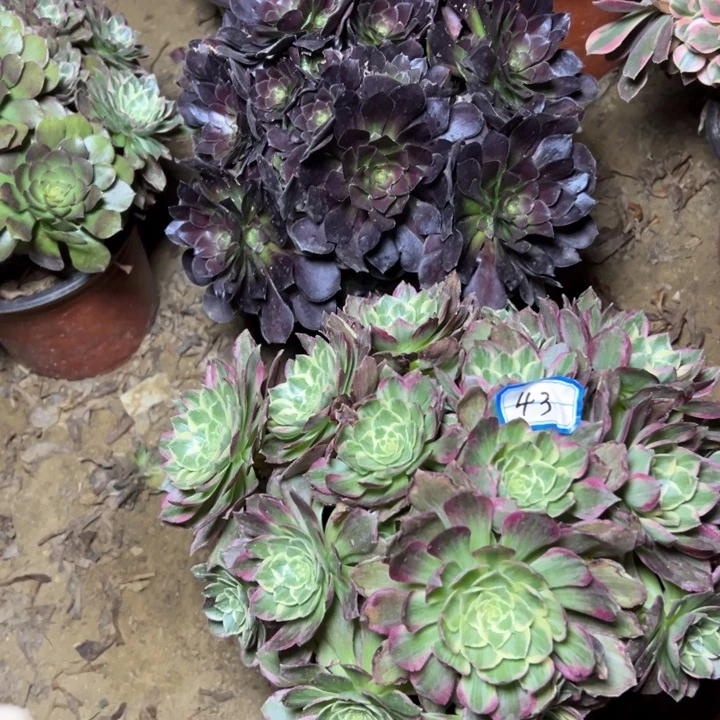 多肉植物断枝不包43