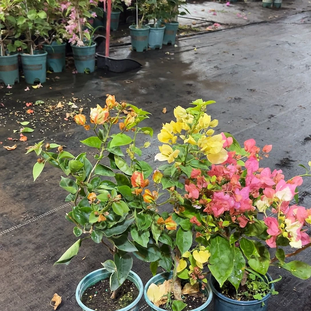 完全开放凤凰，橙白，苏瓦娜