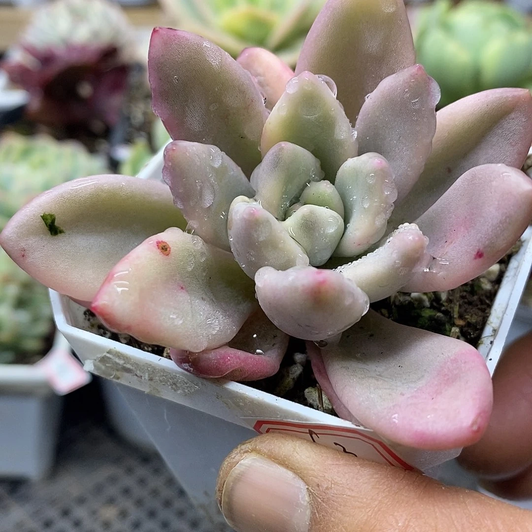 2363 桃花源覆轮锦