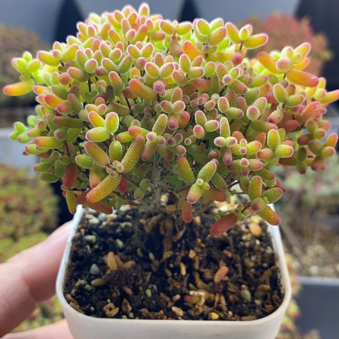 完全开放6号蜜橘糖球（8cm）