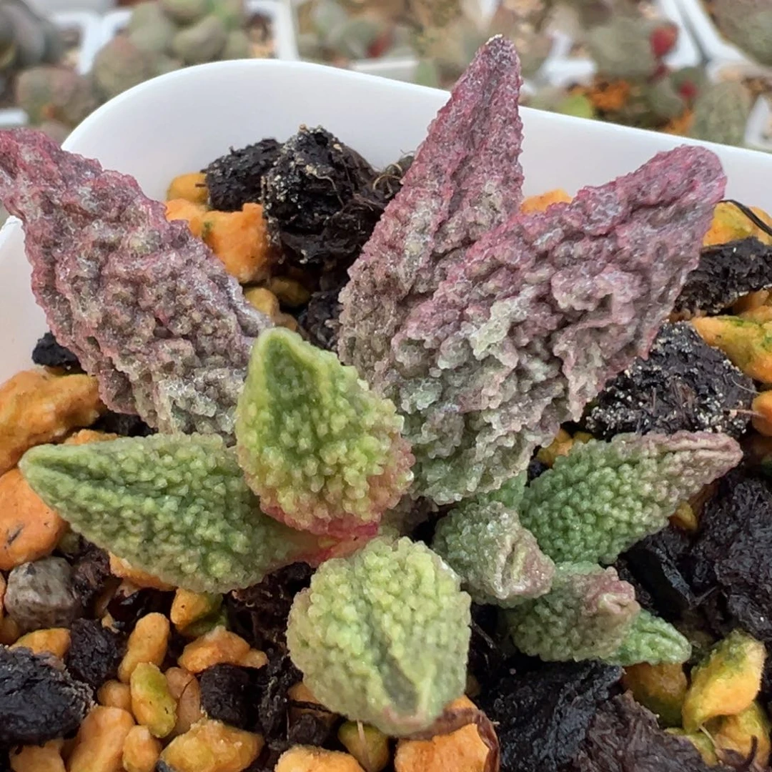 褶皱肌理感狂野纹实生新品