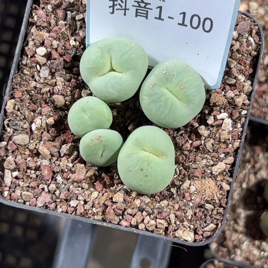1-100肉锥多肉植物