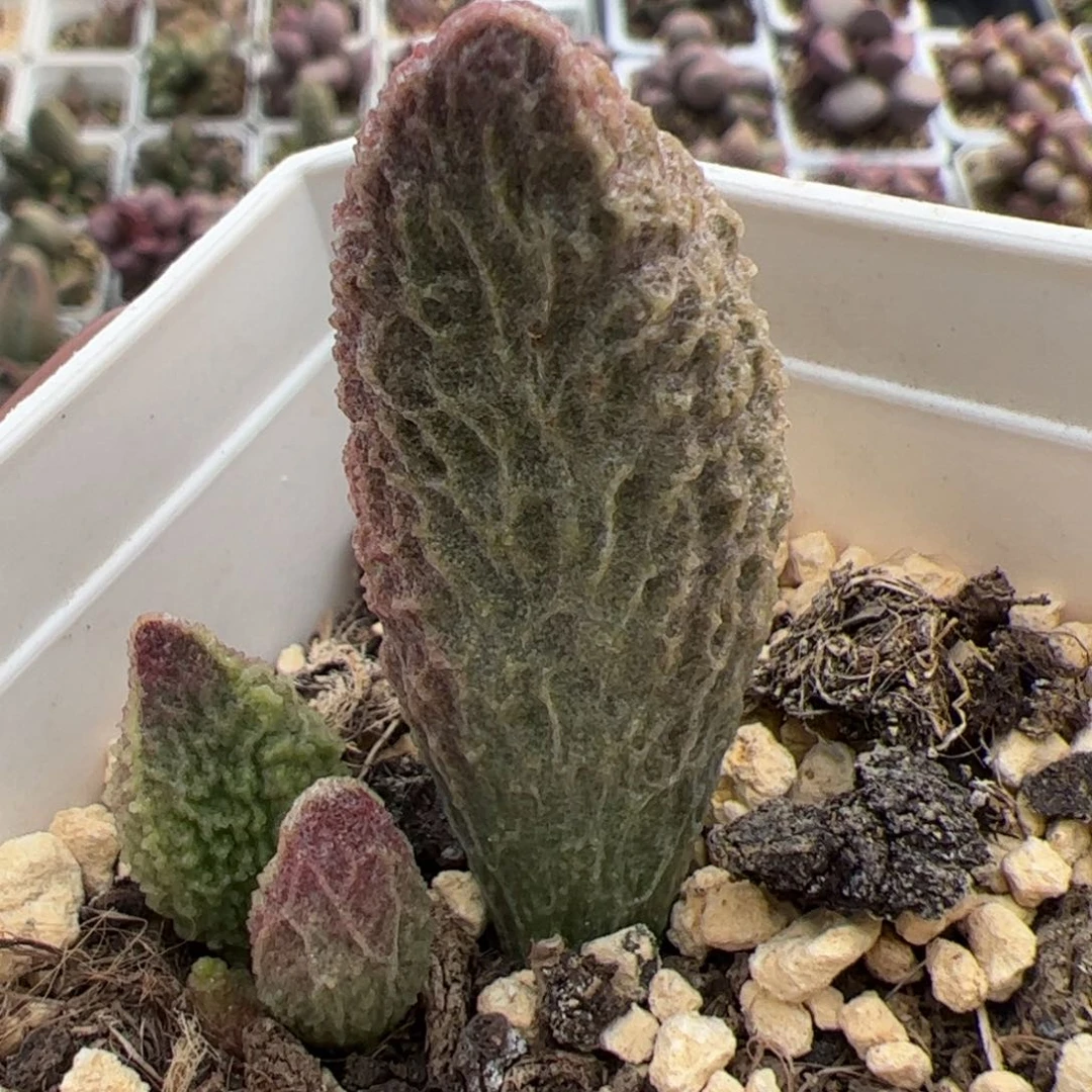 苍龙大苗超大母叶大苗多肉植物