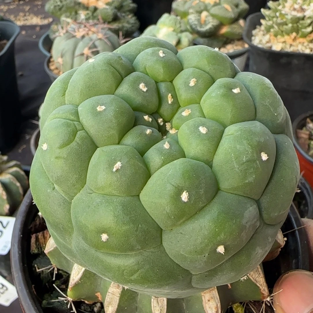 【闪购商品】大尤潜力759植物