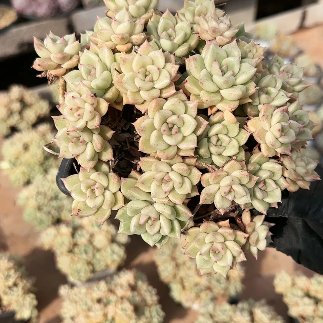 璀璨，群28.8            肉