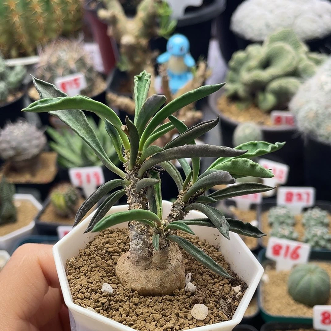 实生块根苏珊娜大戟仙人球
