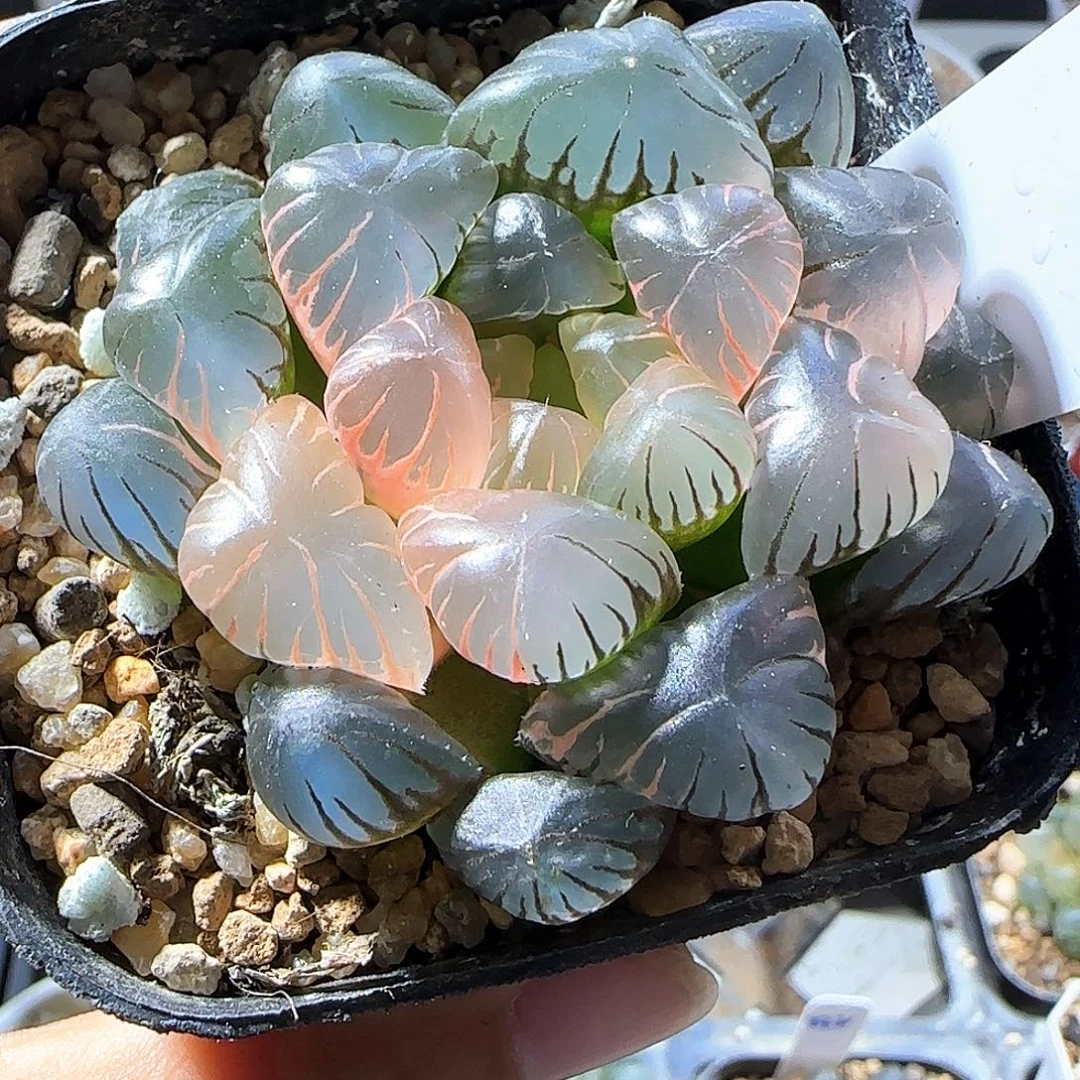388号大窗冰灯玉露锦一物一拍带盆土