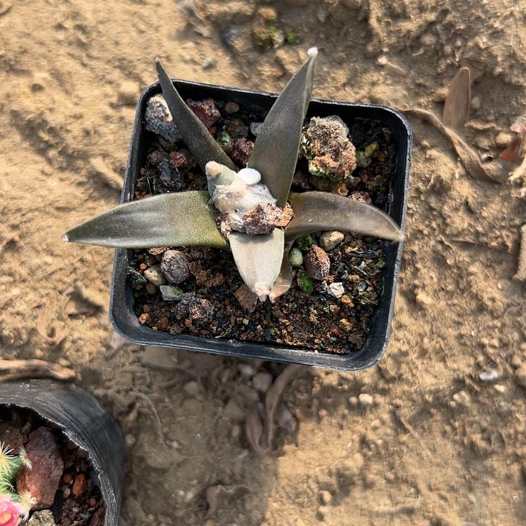 多肉植物岩牡丹单头