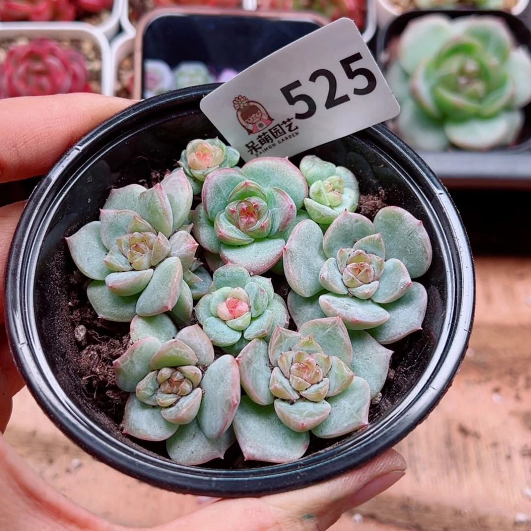 多肉植物多肉植物