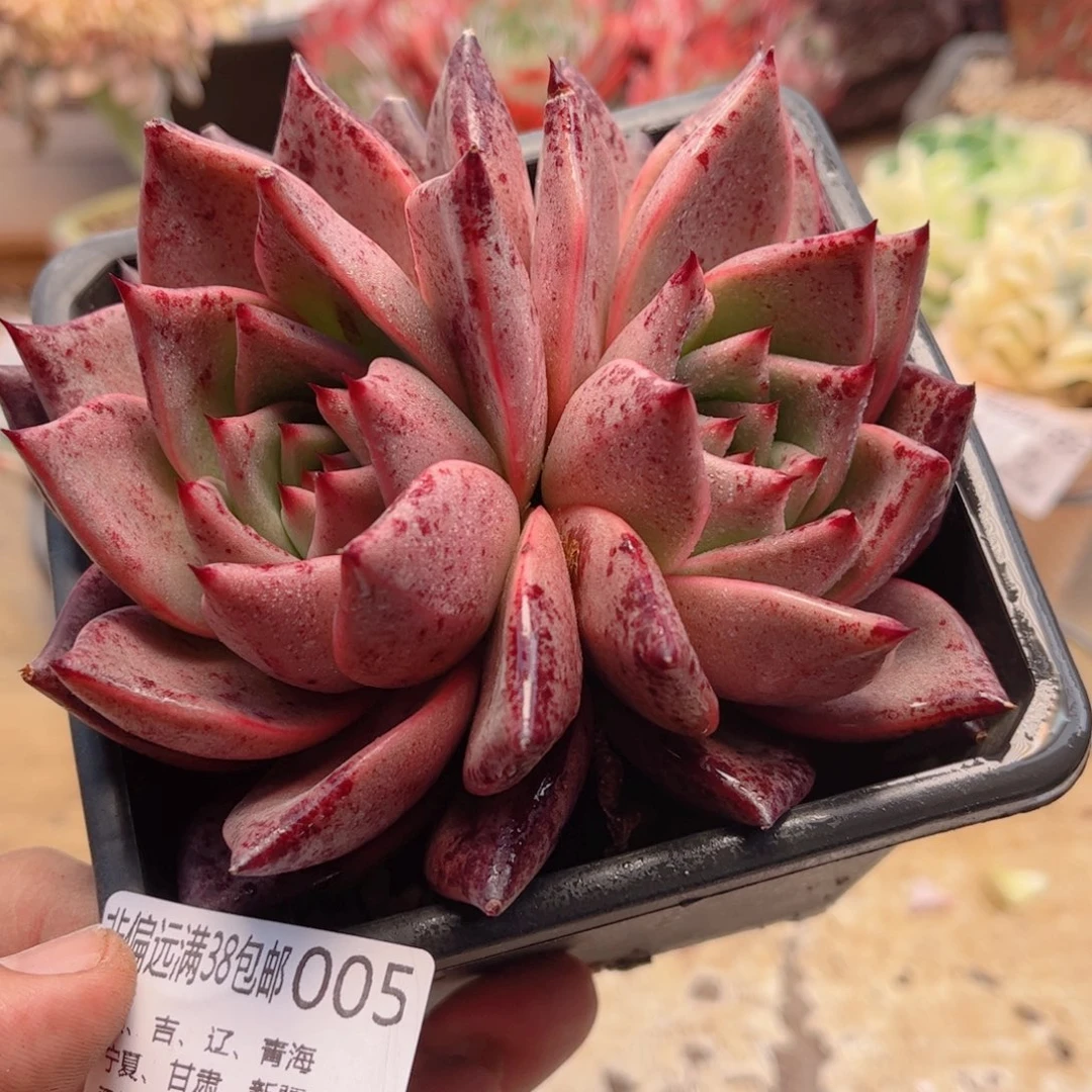 005罗密欧德华多肉