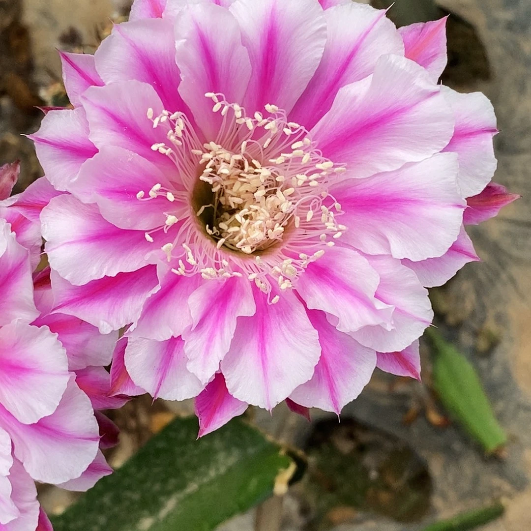 彩 银河系侧芽歪5公分左右