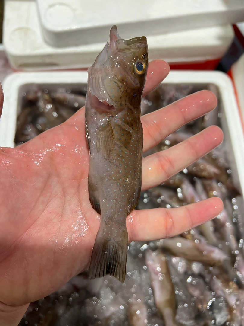 小小小东星斑，20条一斤，嫌小别拍